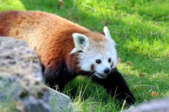 Roter Panda Opel Zoo Kronberg 2019