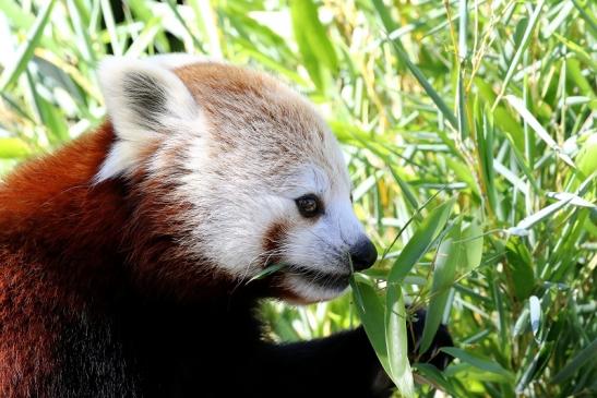 Roter Panda Opel Zoo Kronberg 2019