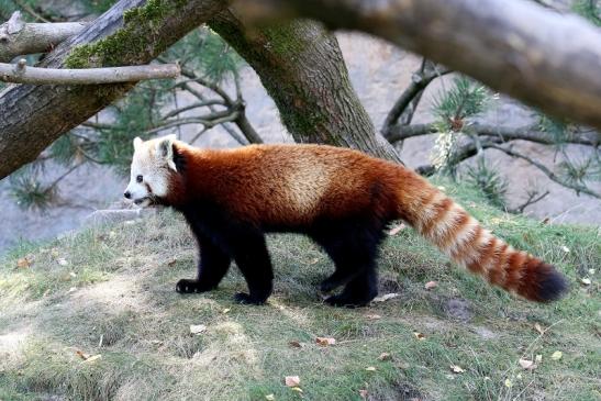 Roter Panda Opel Zoo Kronberg 2019