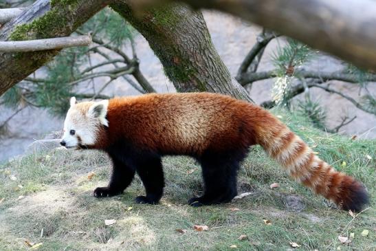 Roter Panda Opel Zoo Kronberg 2019