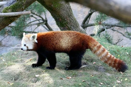 Roter Panda Opel Zoo Kronberg 2019