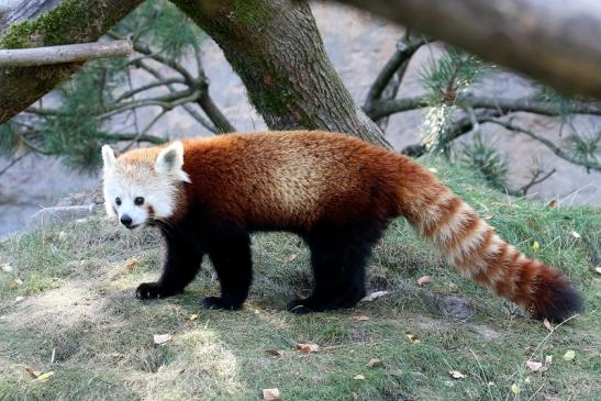 Roter Panda Opel Zoo Kronberg 2019