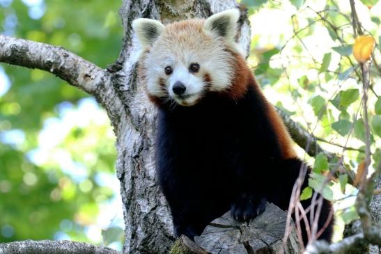 Roter Panda Opel Zoo Kronberg 2019