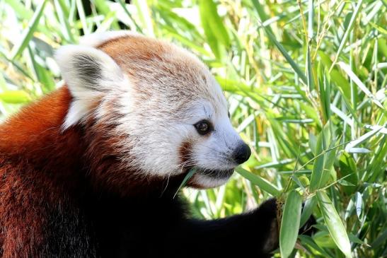 Roter Panda Opel Zoo Kronberg 2019