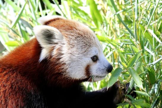 Roter Panda Opel Zoo Kronberg 2019