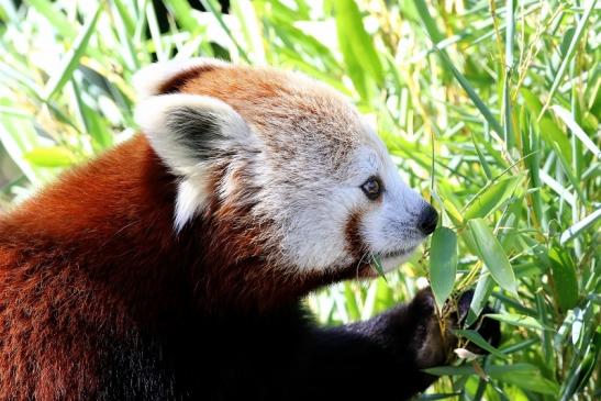 Roter Panda Opel Zoo Kronberg 2019