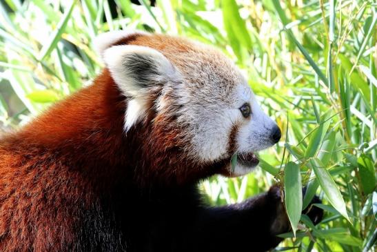 Roter Panda Opel Zoo Kronberg 2019