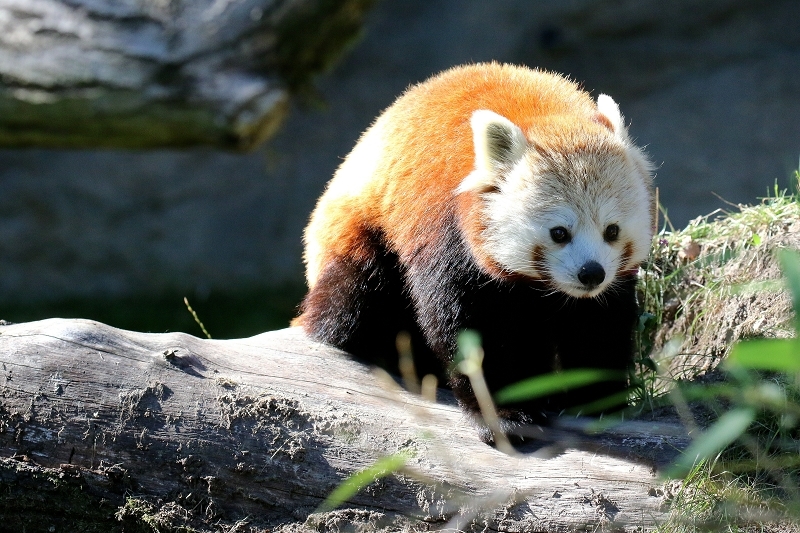 Roter Panda Opel Zoo Kronberg 2019