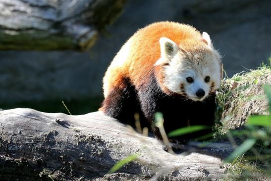 Roter Panda Opel Zoo Kronberg 2019