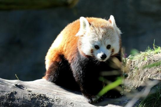 Roter Panda Opel Zoo Kronberg 2019