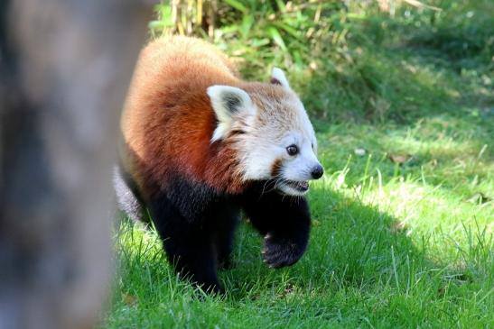 Roter Panda Opel Zoo Kronberg 2019