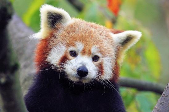 Foto des Monats Dezember 2023 Roter- oder Kleiner Panda Opel Zoo Kronberg