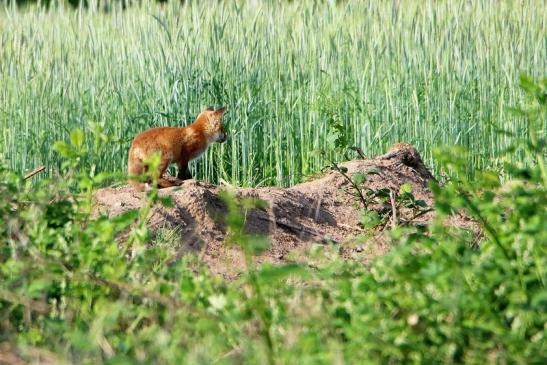 Rotfuchs Welpe Scheunengelände Im Zwerggewann Heusenstamm 2016