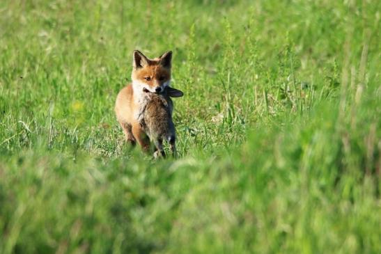 Rotfuchs Welpe Scheunengelände Im Zwerggewann Heusenstamm 2016