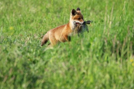 Rotfuchs Welpe Scheunengelände Im Zwerggewann Heusenstamm 2016