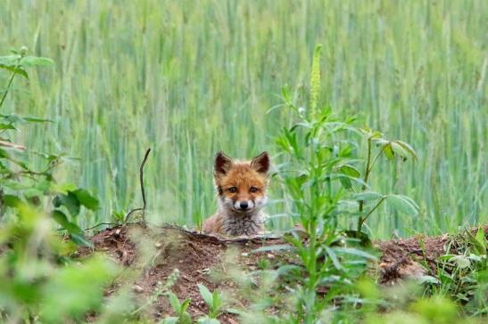 Rotfuchs Welpe Scheunengelände Im Zwerggewann Heusenstamm 2016