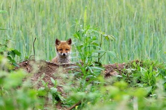 Rotfuchs Welpe Scheunengelände Im Zwerggewann Heusenstamm 2016