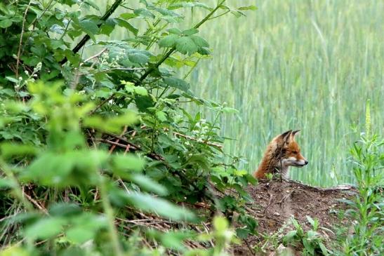 Rotfuchs Welpe Scheunengelände Im Zwerggewann Heusenstamm 2016