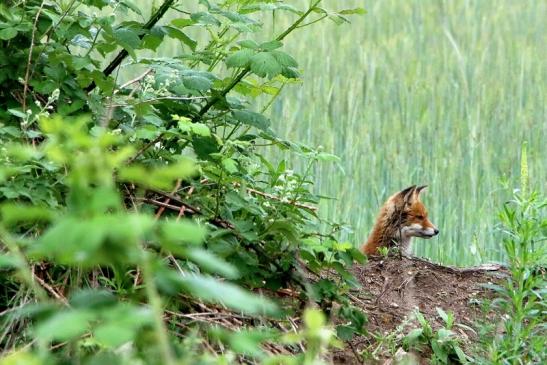 Rotfuchs Welpe Scheunengelände Im Zwerggewann Heusenstamm 2016