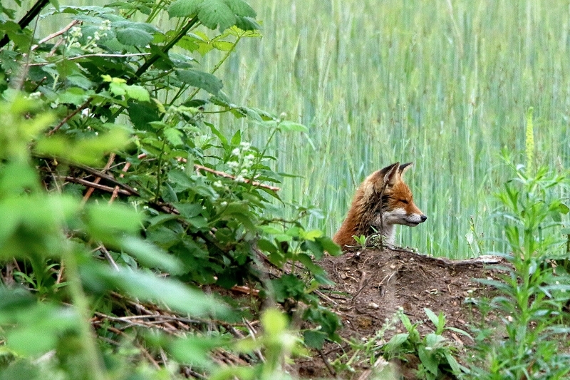 Rotfuchs Welpe Scheunengelände Im Zwerggewann Heusenstamm 2016