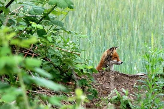 Rotfuchs Welpe Scheunengelände Im Zwerggewann Heusenstamm 2016