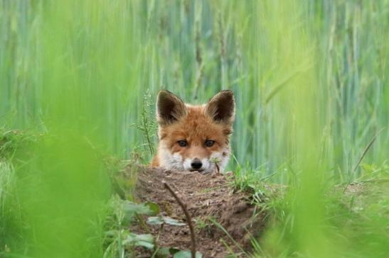 Rotfuchs Welpe Scheunengelände Im Zwerggewann Heusenstamm 2016