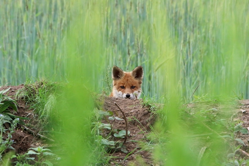 Rotfuchs Welpe Scheunengelände Im Zwerggewann Heusenstamm 2016