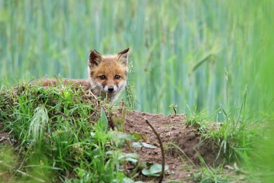 Rotfuchs Welpe Scheunengelände Im Zwerggewann Heusenstamm 2016