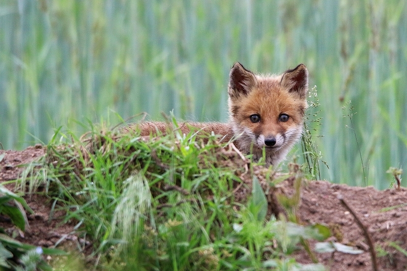 Rotfuchs Welpe Scheunengelände Im Zwerggewann Heusenstamm 2016