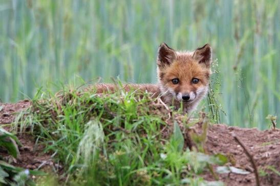 Rotfuchs Welpe Scheunengelände Im Zwerggewann Heusenstamm 2016