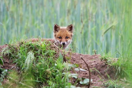 Rotfuchs Welpe Scheunengelände Im Zwerggewann Heusenstamm 2016