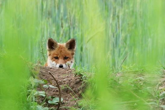 Rotfuchs Welpe Scheunengelände Im Zwerggewann Heusenstamm 2016