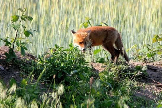 Rotfuchs Welpe Scheunengelände Im Zwerggewann Heusenstamm 2016