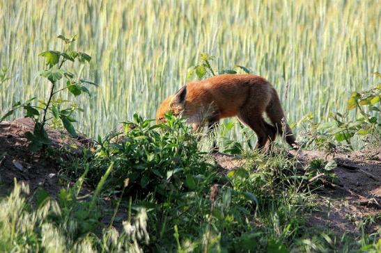 Rotfuchs Welpe Scheunengelände Im Zwerggewann Heusenstamm 2016