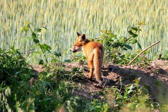 Rotfuchs Welpe Scheunengelände Im Zwerggewann Heusenstamm 2016