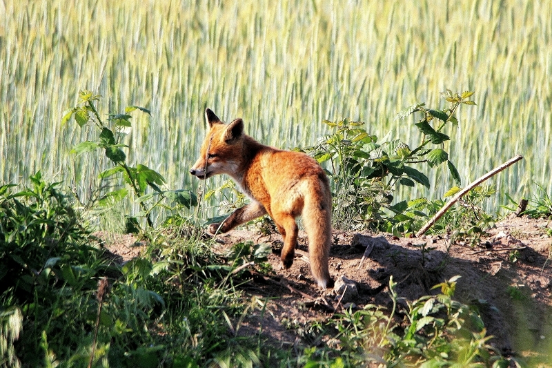 Rotfuchs Welpe Scheunengelände Im Zwerggewann Heusenstamm 2016