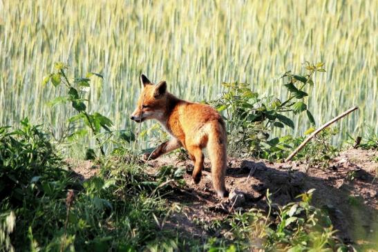 Rotfuchs Welpe Scheunengelände Im Zwerggewann Heusenstamm 2016