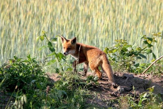 Rotfuchs Welpe Scheunengelände Im Zwerggewann Heusenstamm 2016