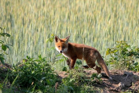 Rotfuchs Welpe Scheunengelände Im Zwerggewann Heusenstamm 2016