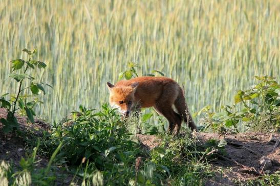 Rotfuchs Welpe Scheunengelände Im Zwerggewann Heusenstamm 2016