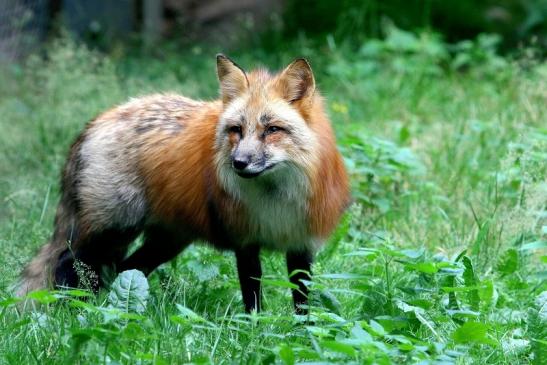 Rotfuchs Wildpark Alte Fasanerie Klein Auheim 2017