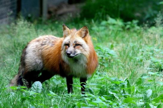 Rotfuchs Wildpark Alte Fasanerie Klein Auheim 2017