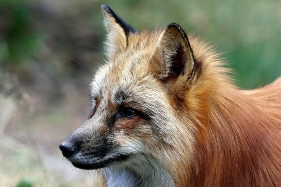 Rotfuchs Wildpark Alte Fasanerie Klein Auheim 2017