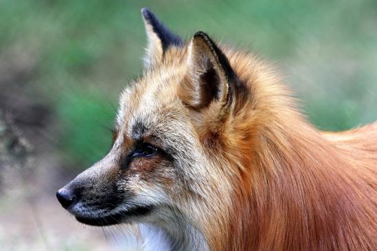 Rotfuchs Wildpark Alte Fasanerie Klein Auheim 2017