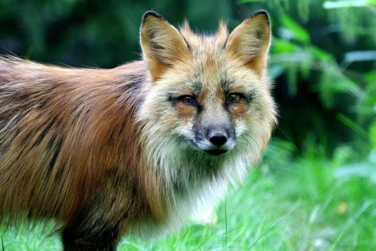 Rotfuchs Wildpark Alte Fasanerie Klein Auheim 2017