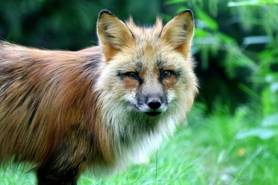 Rotfuchs Wildpark Alte Fasanerie Klein Auheim 2017