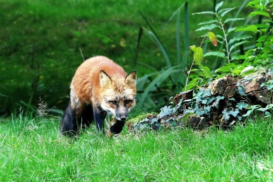 Rotfuchs Wildpark Alte Fasanerie Klein Auheim 2017