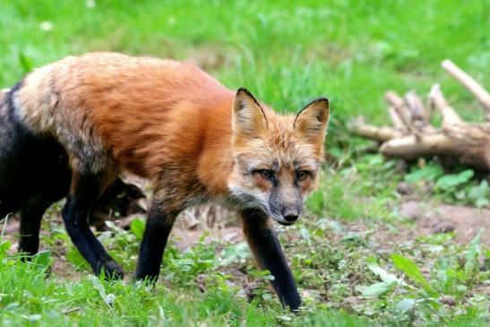 Rotfuchs Wildpark Alte Fasanerie Klein Auheim 2017