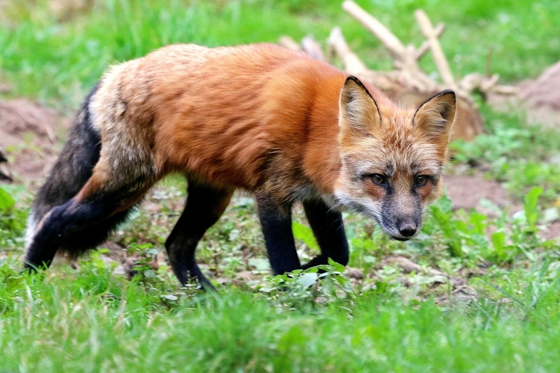 Rotfuchs Wildpark Alte Fasanerie Klein Auheim 2017