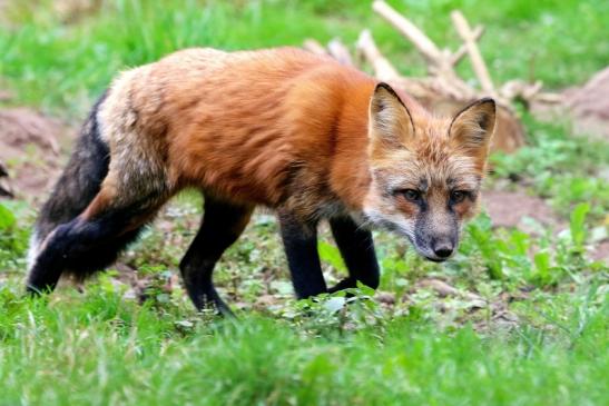 Rotfuchs Wildpark Alte Fasanerie Klein Auheim 2017